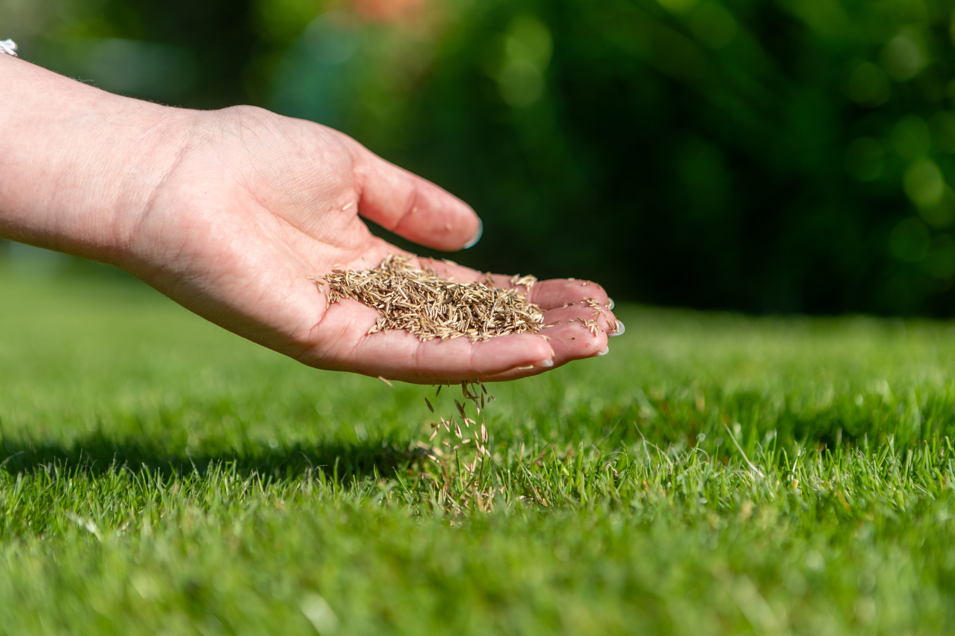 wanneer gras verticuteren