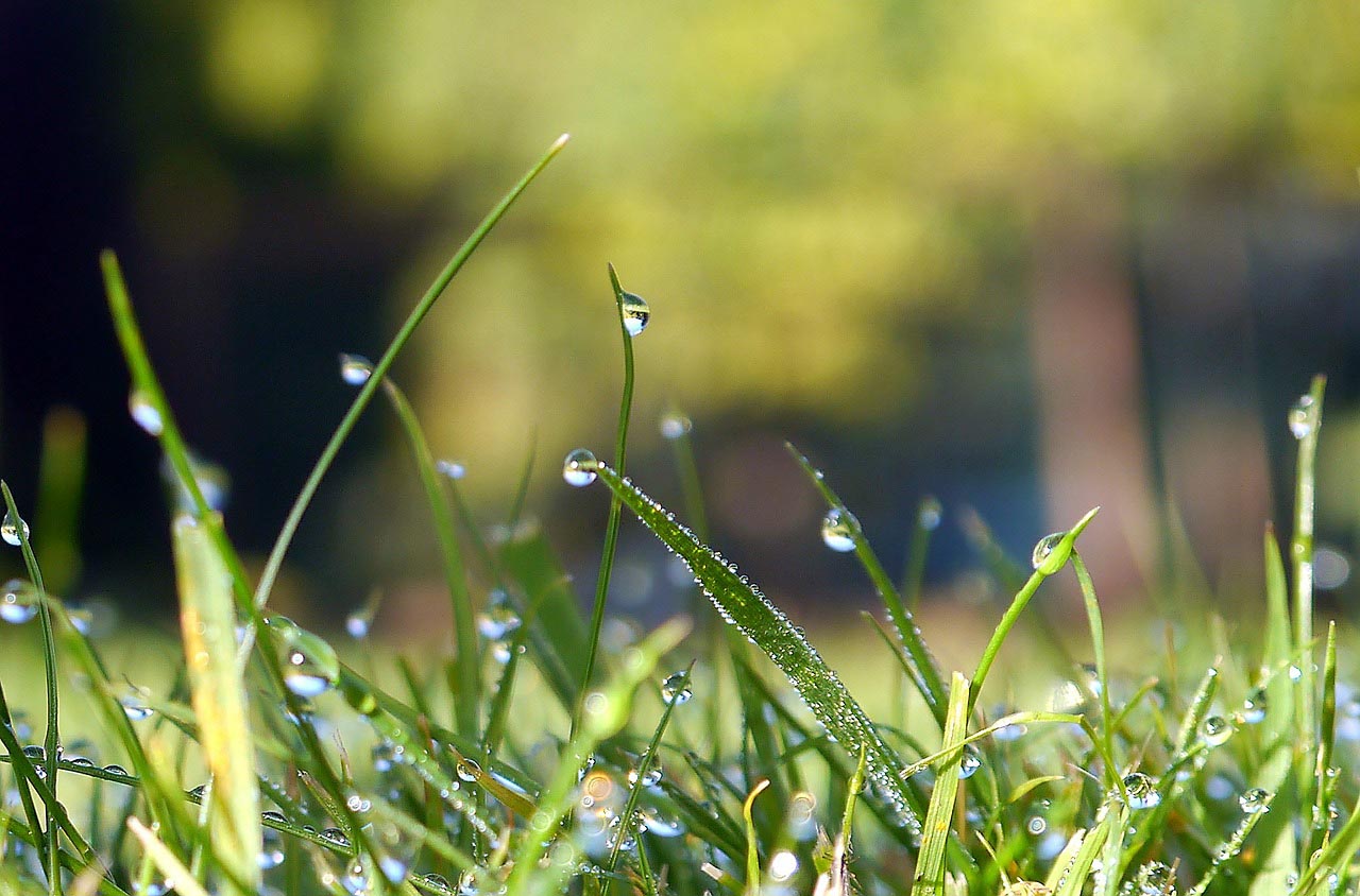 graszaad voor weiland